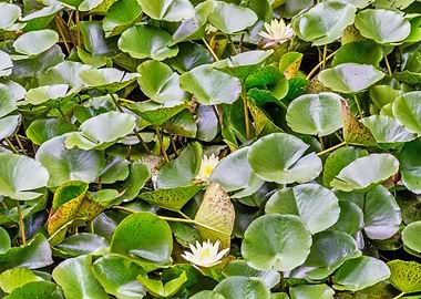 Water Lily Pond