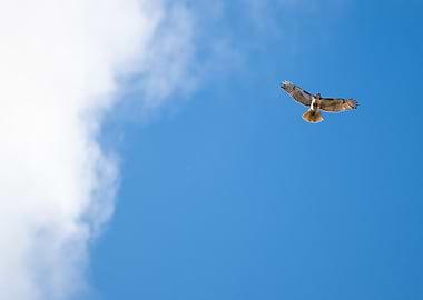 Hawk in Flight