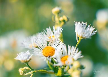 White Daisies in Bloom
