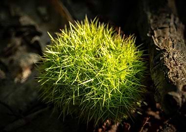 Green Chestnut Bur
