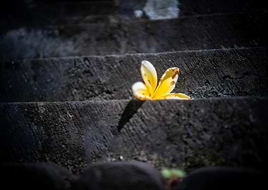 Yellow Flower on Stone Steps