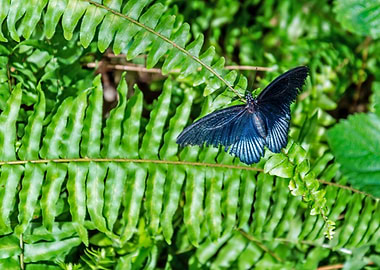 Black Butterfly on Fern
