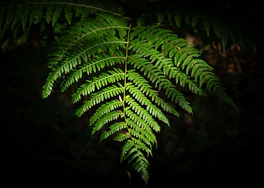 Fern in Sunlight