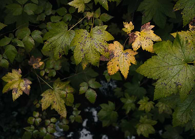 Autumn Leaves Close-Up