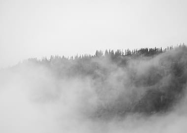 Misty Mountain Forest