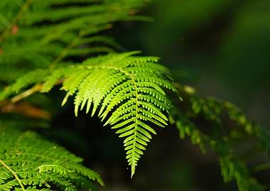 Fern Leaf Close-Up