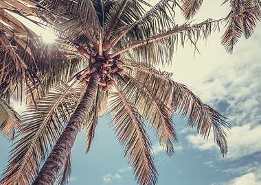 Laying Under a Palm Tree