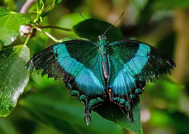 Emerald Butterfly on Leaf