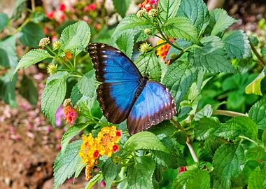 Blue Morpho Butterfly on Flowers