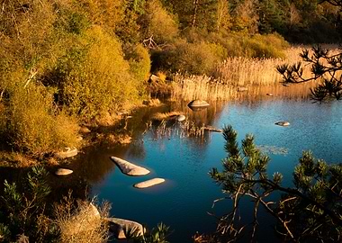 Tranquil Forest Lake