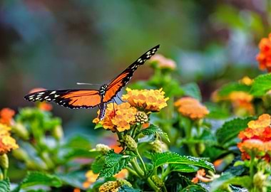 Butterfly on Flowers
