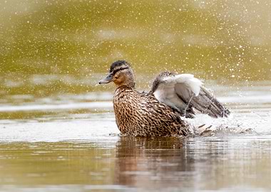 Duck Shaking Water Off