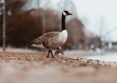Goose on a Shore