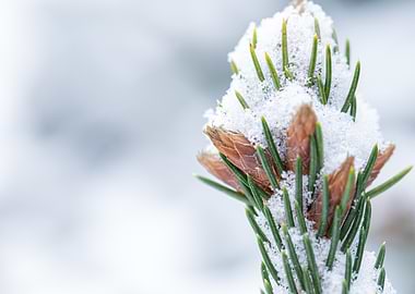 Snow-Covered Pine Branch