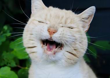 Laughing Cat Close-Up