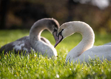 Two Swans in Grass