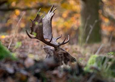 Fallow Deer in Autumn Woods