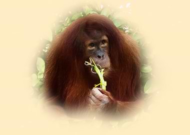 Orangutan Eating Leaves