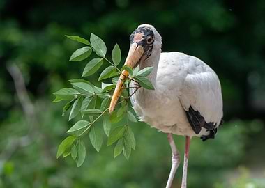 Milky Stork with Branch