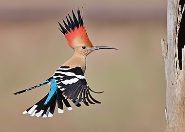 Hoopoe Bird in Flight