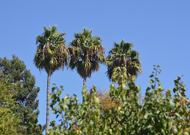 Palm Trees