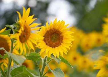 Sunflowers in Bloom