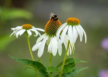 Bumblebee on White Flower