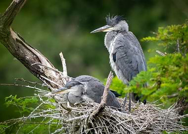 Grey Herons in Nest