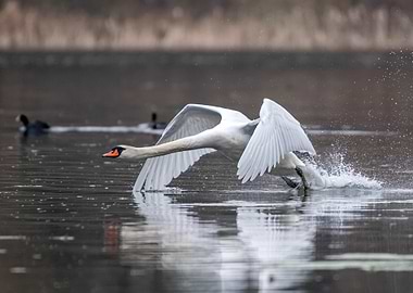 Swan Taking Flight