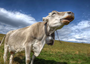 Cow with Bell in Field
