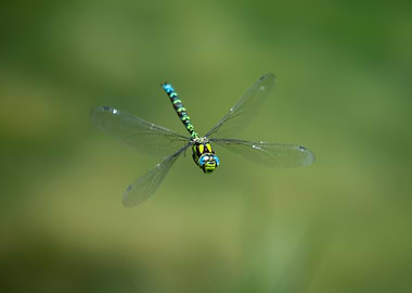 Dragonfly in Flight
