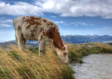 Cow Drinking from a Mountain Pool