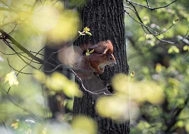 Squirrel on Tree Branch