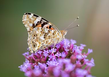 Butterfly on Purple Flower