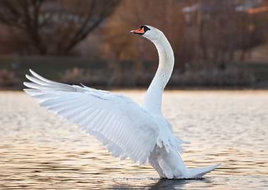 White Swan Spreading Wings
