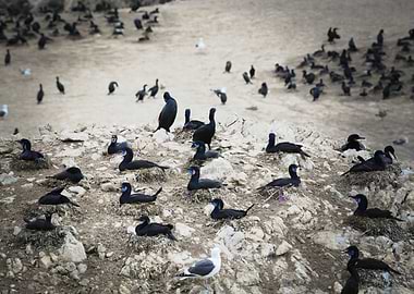 Cormorants on a Rocky Shore in Big Sur