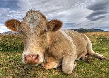 Cow Resting in Mountain Pasture