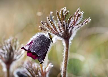 Purple Pasque Flower