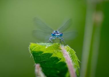 Blue Damselfly on Leaf