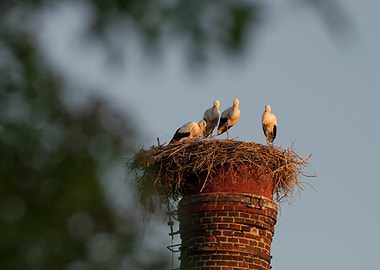 Storks on Chimney