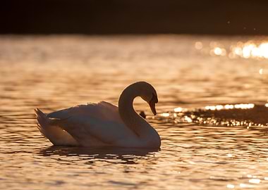 Swan at Sunset