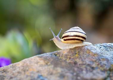 Snail on Rock