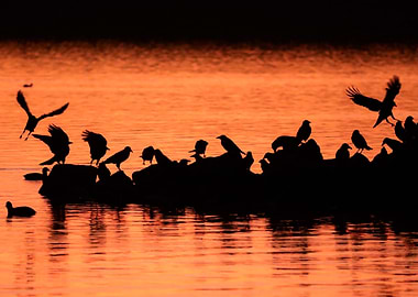 Silhouetted Birds at Sunset