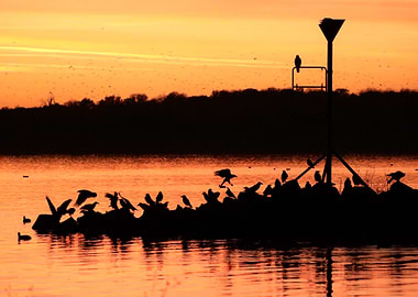 Silhouetted Birds at Sunset