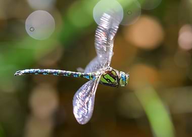 Dragonfly in Flight