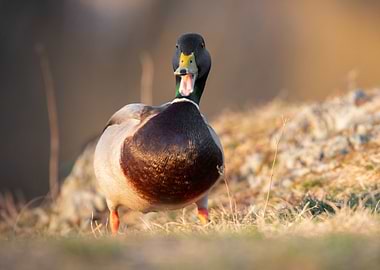 Mallard Duck Portrait