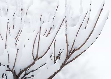 Winter's Gentle Embrace