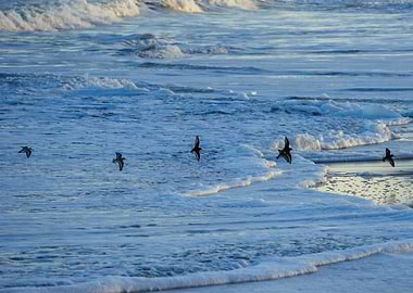 Sanderlings Flying Over Waves
