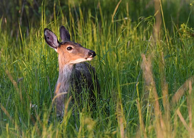 Deer in Tall Grass