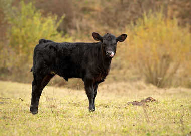 Black Calf in Field